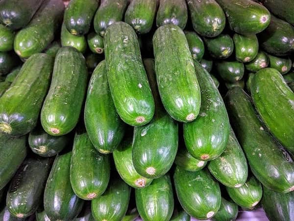 تصویر 3 از فروش خیار سبز محلی + قیمت خرید به صرفه
